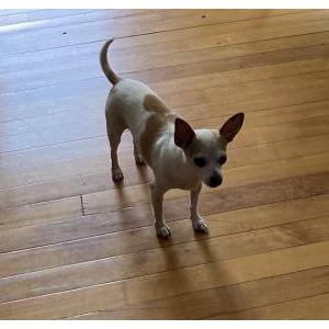 Lost Dog Abby