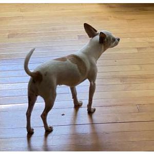 2nd Image of Abby, Lost Dog