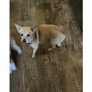 Lost Dog Pepita