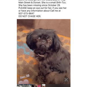 Lost Dog Bora