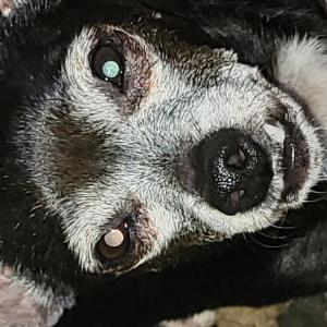 Lost Dog Parker