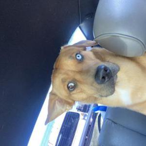 Lost Dog Winston