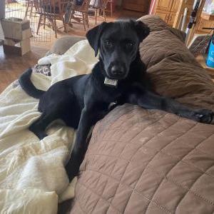 Lost Dog Athena