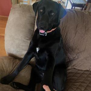 2nd Image of Athena, Lost Dog