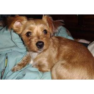Lost Dog Peanut