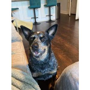 Found Dog Unknown