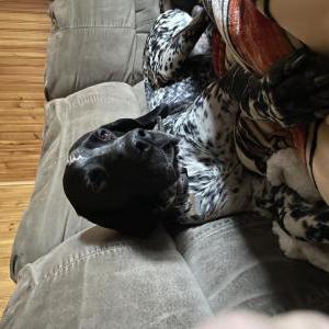 Lost Dog Tango