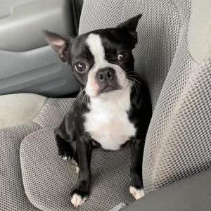 Image of Sugar “Squishy”, Lost Dog