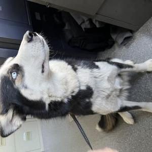 Found Dog Unknown