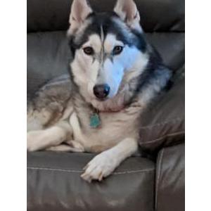 Lost Dog Vanya  (Husky Mix)