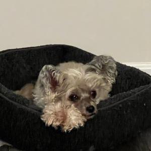 Image of Aubrey, Lost Dog