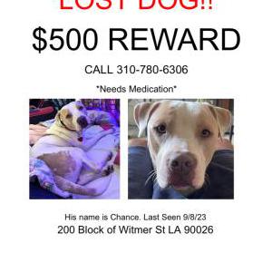 Lost Dog Chance