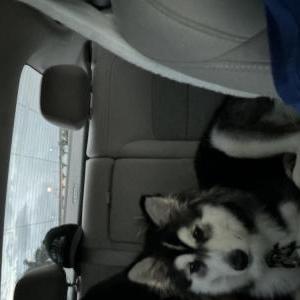 Lost Dog Luna