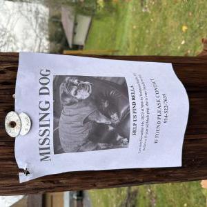 Lost Dog Bella