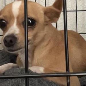 Lost Dog Brie