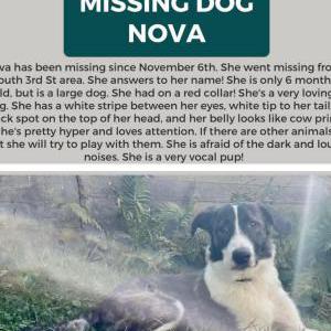 Lost Dog Nova