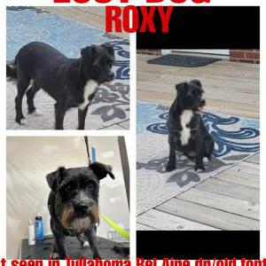 Lost Dog Roxy