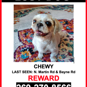 Lost Dog Chewy