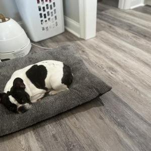 Lost Dog Bruce Wayne