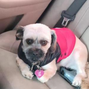 Lost Dog Lady-Lola