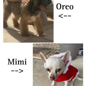 Lost Dog Mimi and Oreo