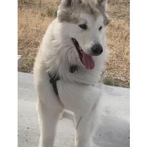 Lost Dog Mishka