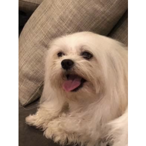 Lost Dog Niño