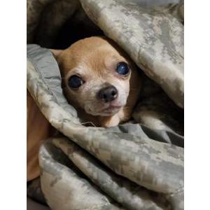 Lost Dog Nunu