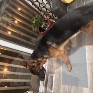 Found Dog Unknown