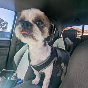 Image of Nitro, Lost Dog