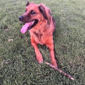 Lost Dog Mowgli