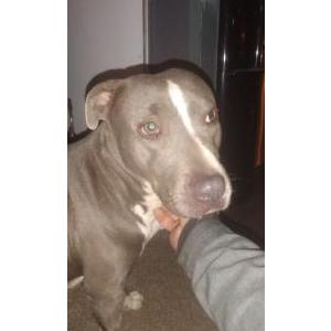 Image of CeeCee (Princesa), Lost Dog