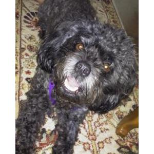 Lost Dog Smokey