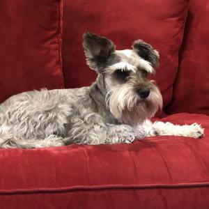 Lost Dog Rudy