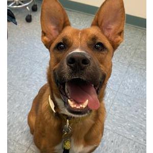 Lost Dog Lucy