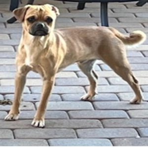 Found Dog unknown