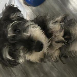 Image of China, Lost Dog