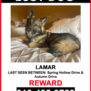 Image of Lamar, Lost Dog