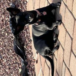 Lost Dog Luna