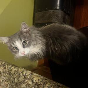 Image of Ittles, Lost Cat