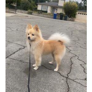 Lost Dog Coco