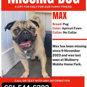 Lost Dog Max