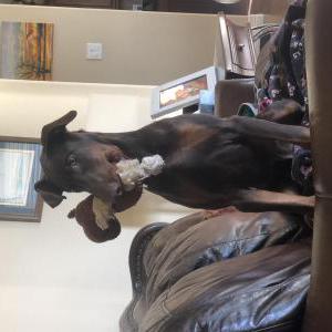 Lost Dog Bruno