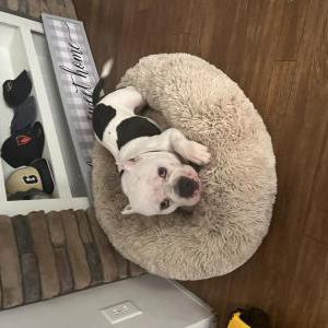 Lost Dog Cow