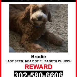 Lost Dog Brodie