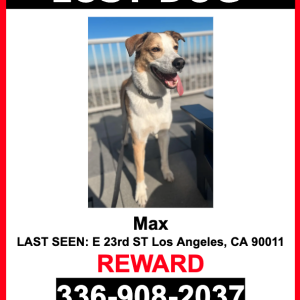 Lost Dog Max