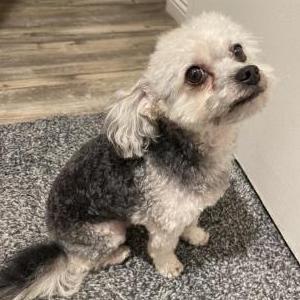 Image of Unknown, Found Dog