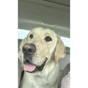 Found Dog Unknown