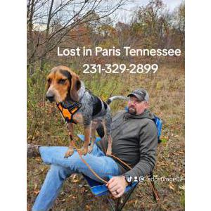 Lost Dog Darryl