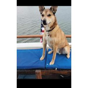 Lost Dog Mikey